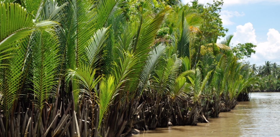 Nipa Palm Area
