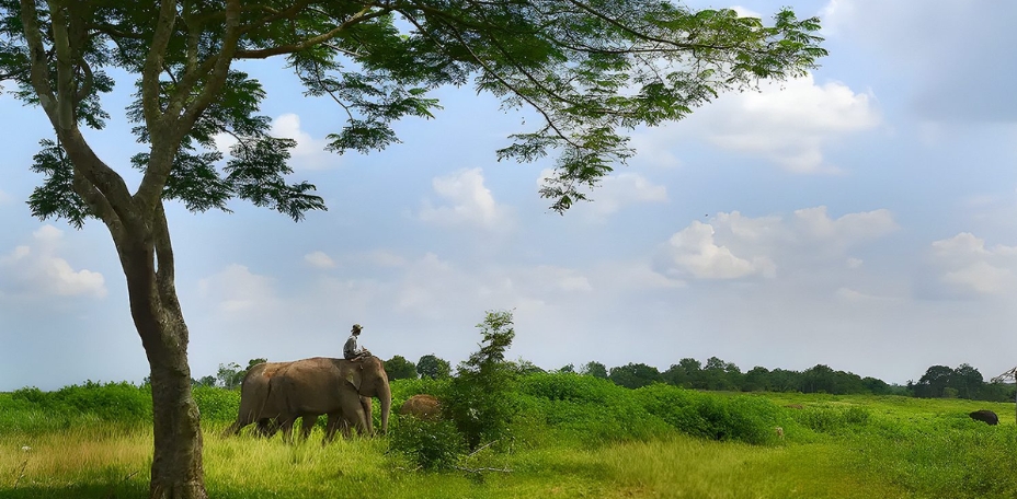 Gajah