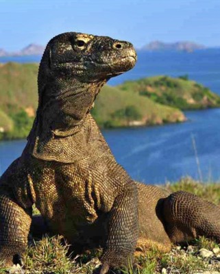 East Nusa Tenggara