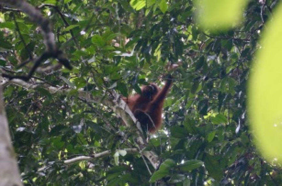 Wildlife Borneo Jungle Exploration (Visiting Orangutan Centers)
