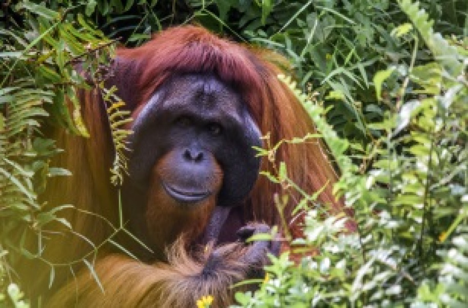 Wildlife Borneo Jungle Exploration (Visiting Orangutan Centers)