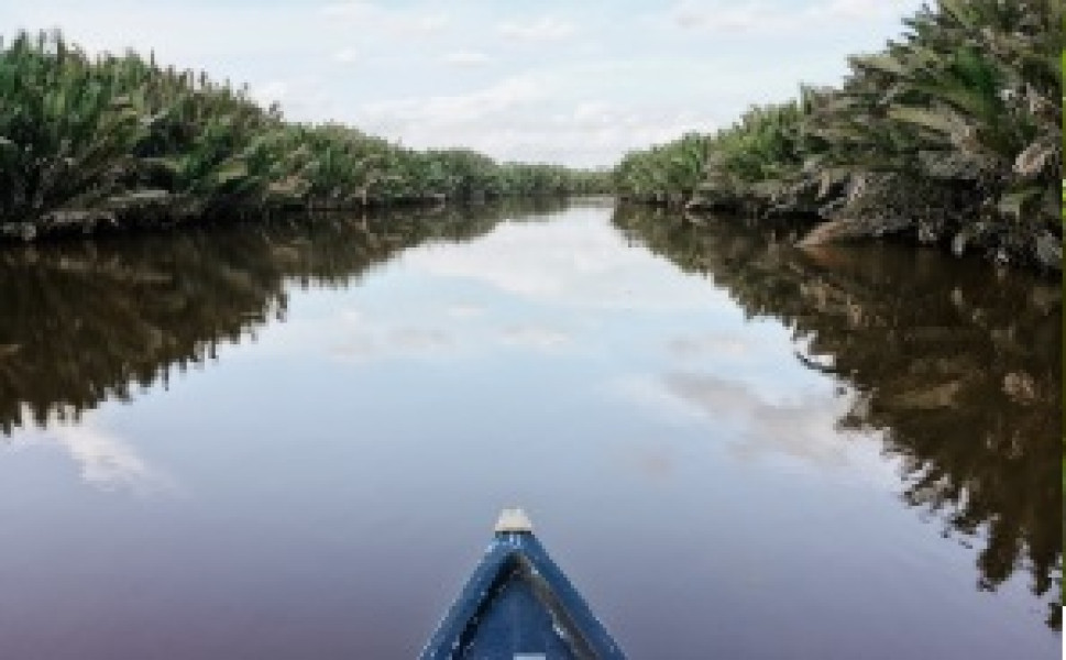 Wildlife Borneo Jungle Exploration (Visiting Orangutan Centers)