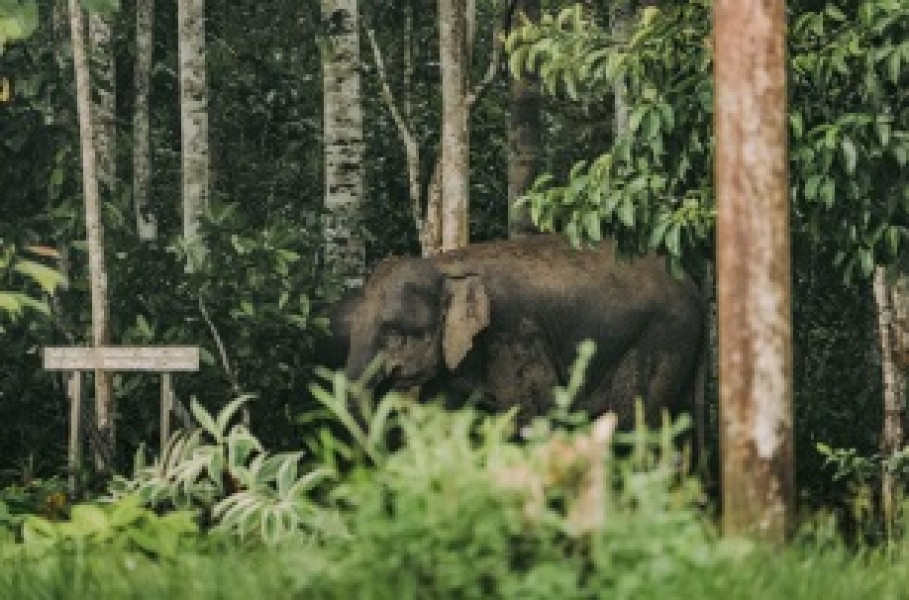 1-Night Safari Tour in Way Kambas, Lampung