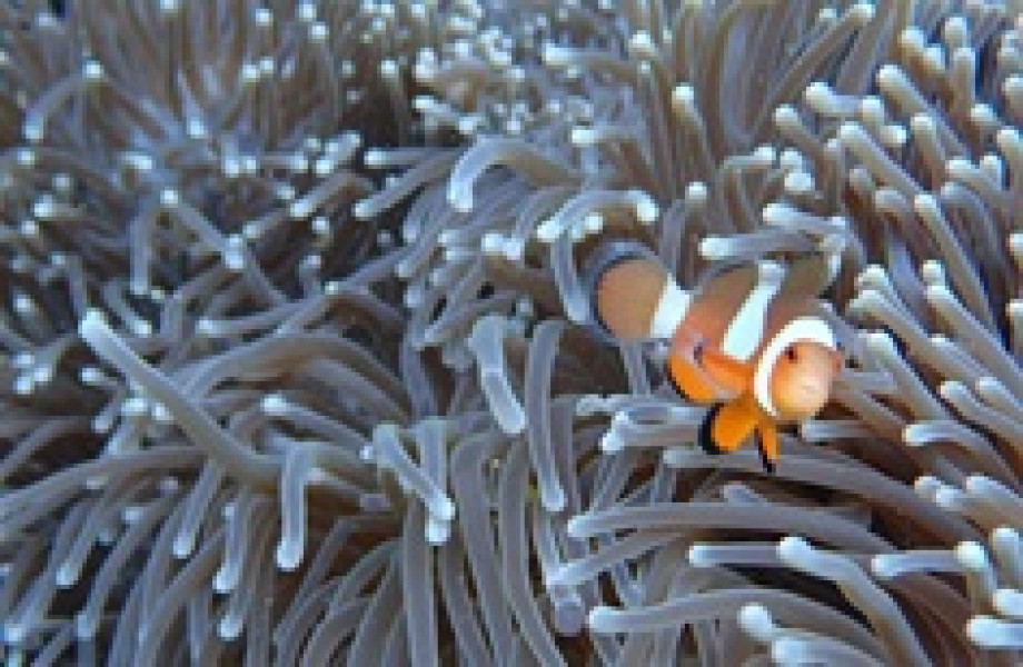 4-Day Rejuvenating Stay in Derawan Archipelago