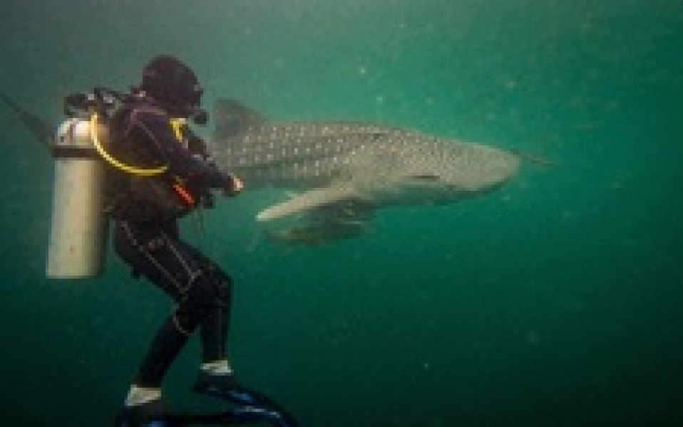 4-Day Rejuvenating Stay in Derawan Archipelago